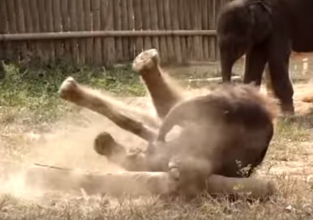 Clumsy Baby Elephants