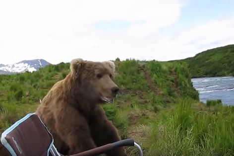 Incredible Encounter with Alaskan Brown Bear