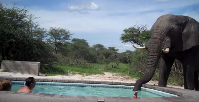 Elephant Crashes Pool Party