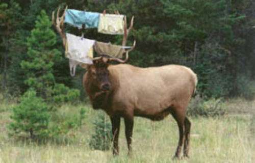 Funny Pictures of Antlers With Laundry On Them