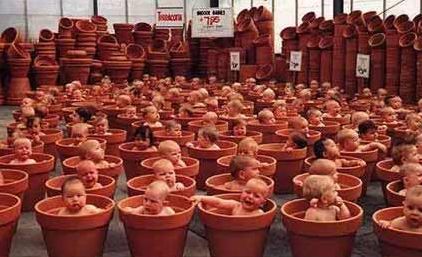 Funny Pictures of Babies Sitting in Flower Pots