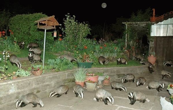 Badgering Neighbor