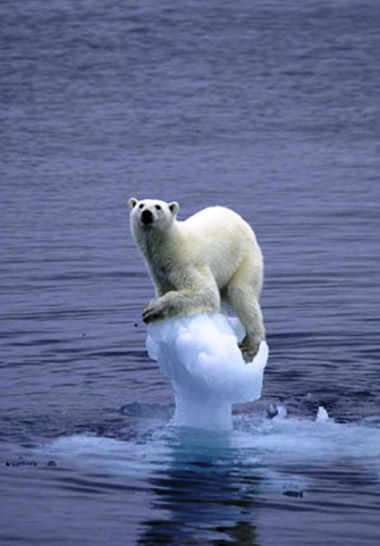 Funny Jokes Pictures of Polar Bear on Ice Flow