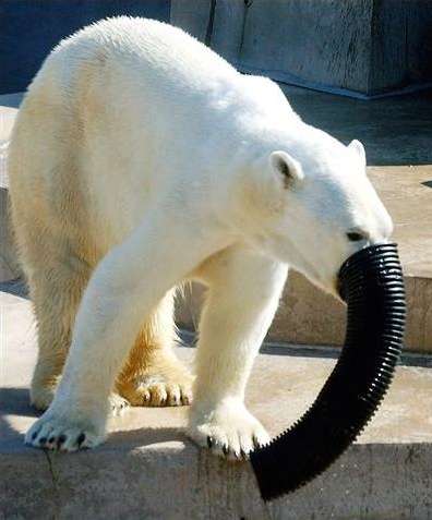 Funny Pictures of Polar Bear Elephant