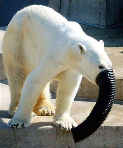 Polar Bear Envy