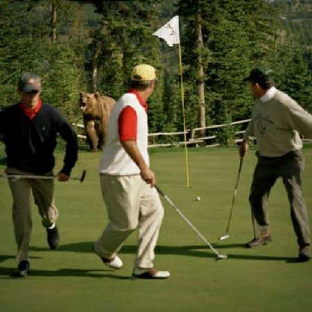 Funny Pictures of Grizzly Bear on Golf Course