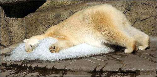 Funny Pictures of Polar Bear Snoozing On Ice