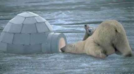 Funny Pictures of Polar Bear Looking In Igloo