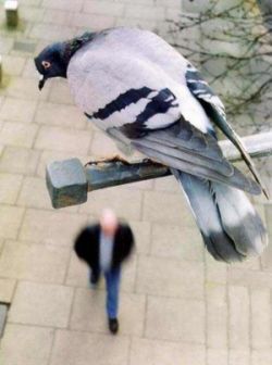 Pigeon Practice Bombs Away