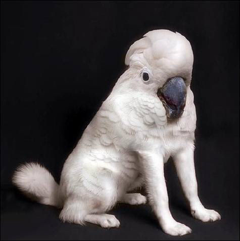 Funny Pictures of Bird Dog