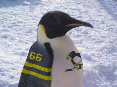 Funny Pictures of Pittsburgh Penguin Hockey Bird Fan
