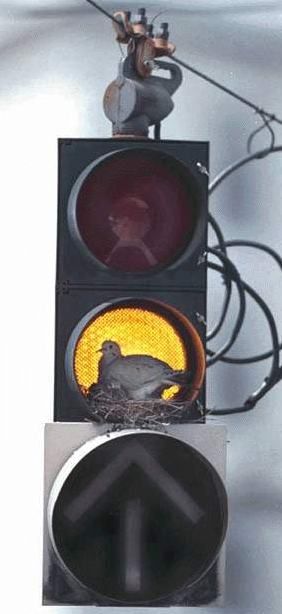 Funny Pictures of Bird Building Nest in Traffic Light