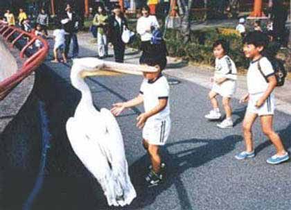 Funny Pictures of Stork With Kid In Beak