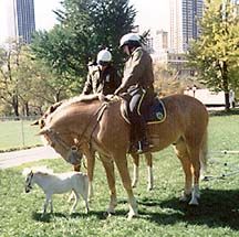 Police Horse Pony