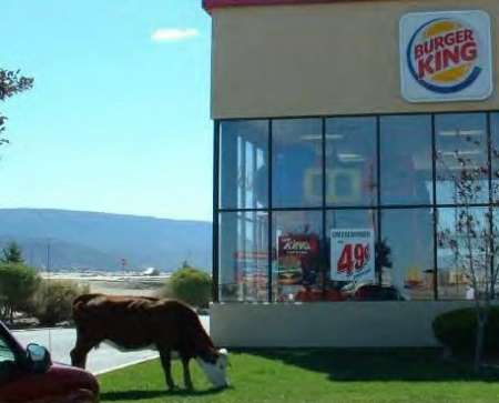 Funny Pictures of Bull In Front of Burger King