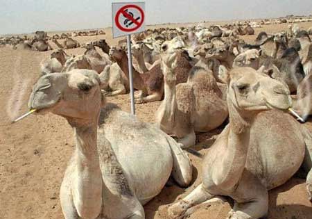 Funny Pictures of Smoking Camels