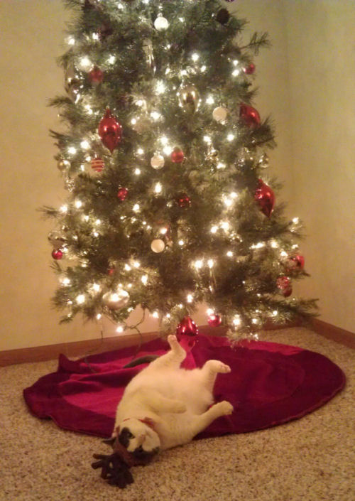 Picture of a Christmas cat with antlers