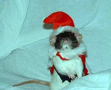 Funny Pictures of Rat with Santa Hat