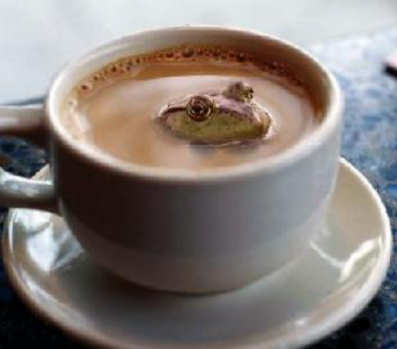 Funny Pictures of Frog in Coffee Mug