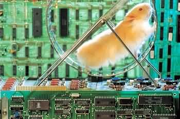 Funny Pictures of Hamster on Wheel in Computer