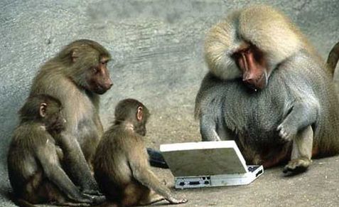 Funny Pictures of Monkeys with Laptop Computer