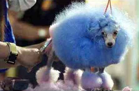 Cotton Candy Dog