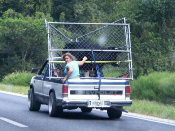 picture of a bull in a pickup truck