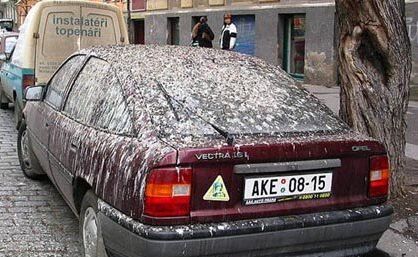 Funny Pictures of Car Covered In Bird Poop