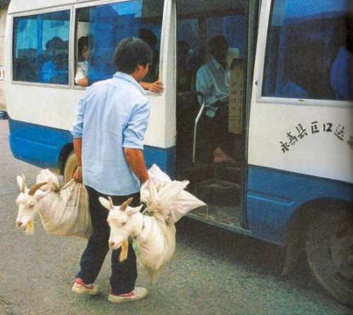 Funny Pictures of Goats Being Taken On Bus