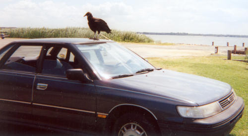 Funny Pictures of Turkey Buzzard on Car