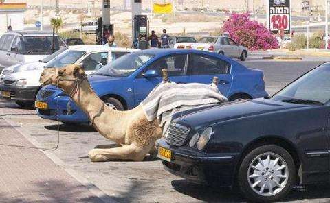 Funny Pictures of Camel Parked Wtih Cars