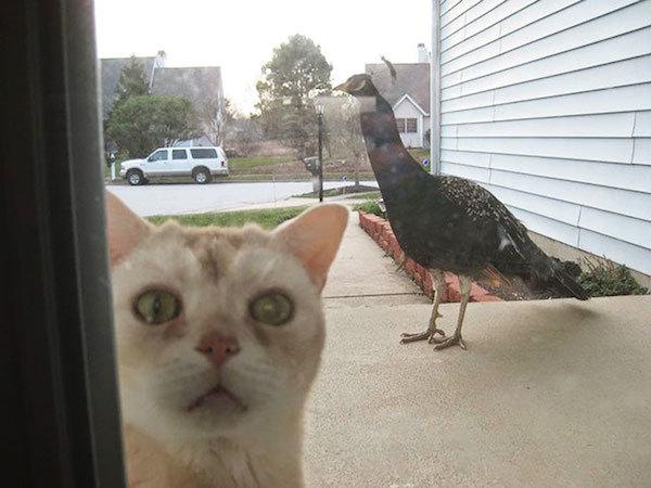Funny picture of a scared cat and a peacock