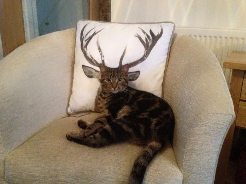 Funny cat antlers picture