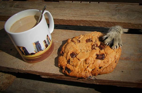 cat cookie thief