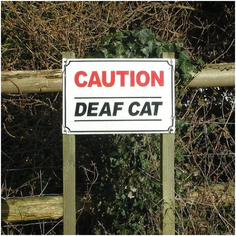 Picture of deaf cat sign