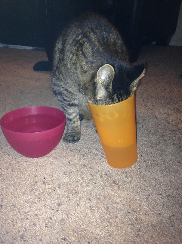 Cat Drinks from Glass instead of Bowl
