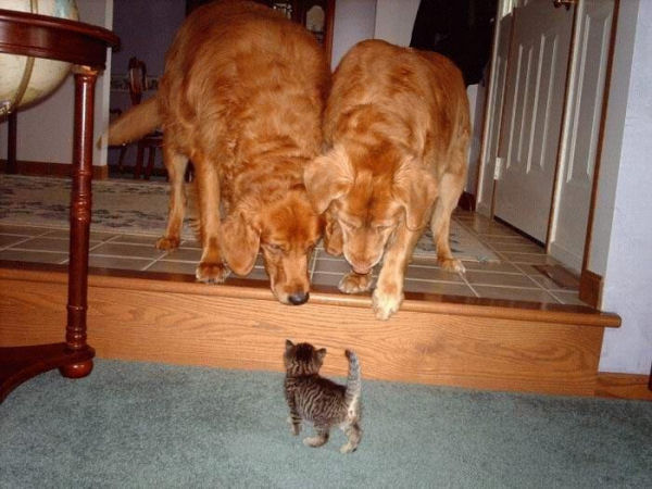 a funny cat picture of a kitten with 2 dogs