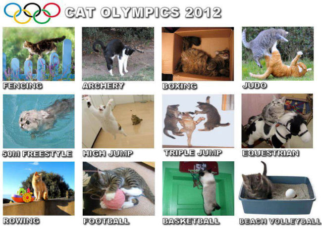 Pictures of Cat Olympic Events