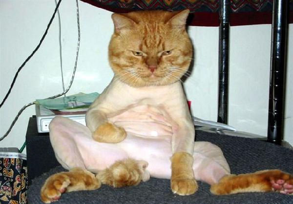 A funny cat picture showing depression after being shaved