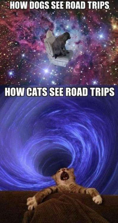 cat vs dog road trips