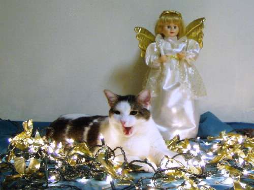 Funny Pictures of Gizmo Cat In Front of Christmas Angel