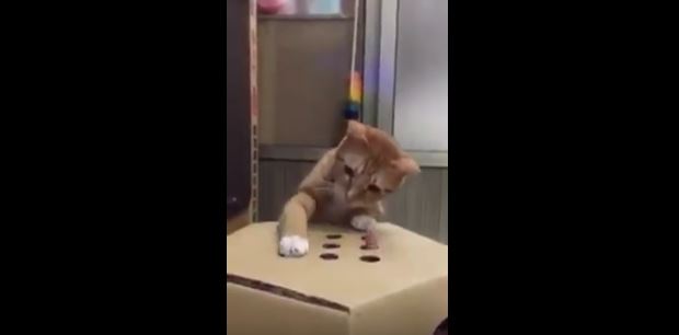 Cat Plays Whack-a-Mole
