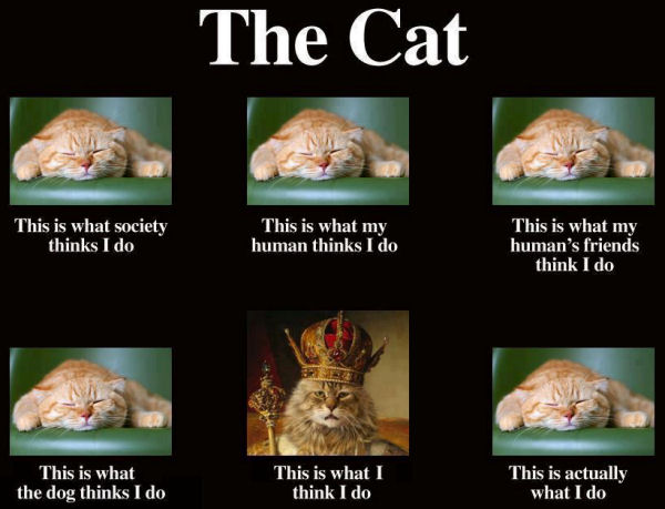 What Cats Do