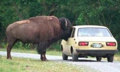 Funny Pictures of Buffalo Looking Into Car