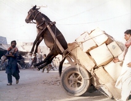 Donkey Lift