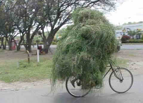 Funny Pictures of Bicycle Guy covered in grass.