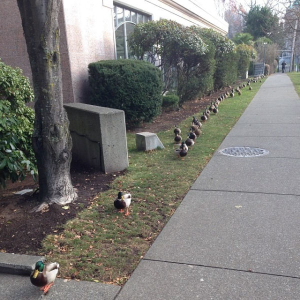 Ducks In A Row