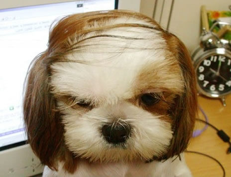 a funny dog comb over picture