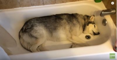 dog husky bath