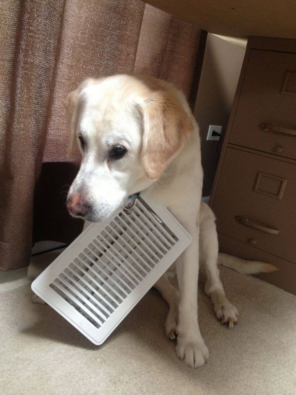 dog vent